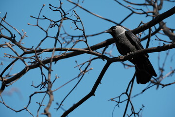 Eurasian Jackdaw bird in nature on a branch. Black bird in nature resting on a tree, natural environment,