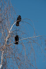 Two rook birds on the tree, two black birds in nature
