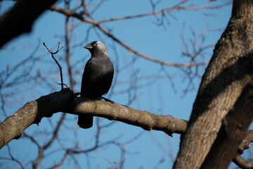 Eurasian Jackdaw bird in nature on a branch. Black bird in nature resting on a tree, natural environment,