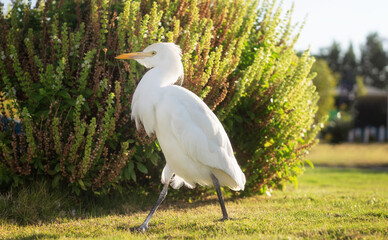 Great white egret walking on green grass. Arbea Alba bird.