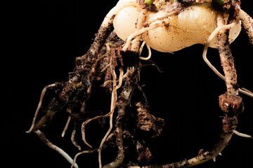 Root of an adult plant.