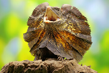 Soa Payung also known as the frilled lizard or frilled dragon is showing a threatening expression....
