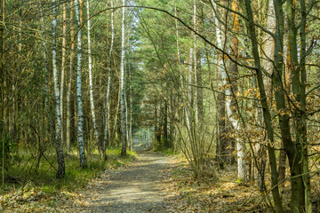 Obraz premium Leśna droga wśród brzozowych drzew