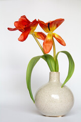 Tulpen | Blumen