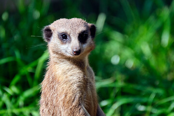 Erdmännchen ( Suricata suricatta ).
