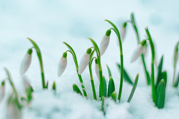 snowdrops, the first flowers from under the snow, the awakening of spring. High quality photo