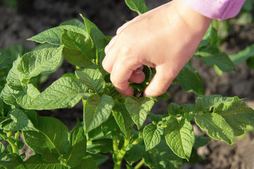 baby hand removes Colorado beetle from the leaf