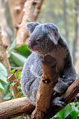 Koala ( Phascolarctos cinereus ).