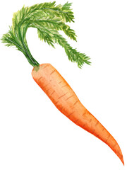 Watercolor illustration of vegetable, carrot with leaves isolated on white background.