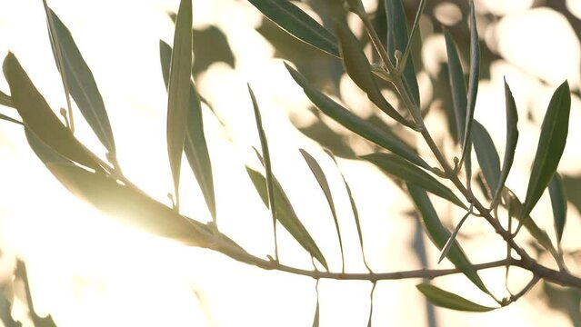 Sunshine between the branches and leaves of the olive tree HD