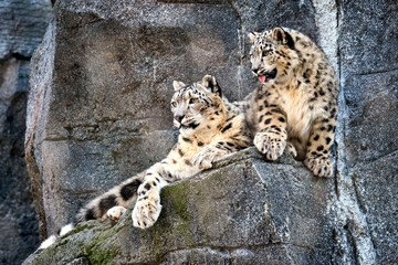 Schneeleopard ( Panthera uncia ).