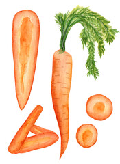 Bright watercolor collection of vegetable, carrot, half, carrot sticks and circles, isolated on white background.