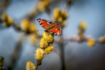 Peacock butterfly on pussy willow. Spring motif with butterfly.