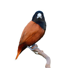 Beautiful brown bird with staight looking up close isolated on white background, chestnut or black-headed munia (Lonchura atricapilla)