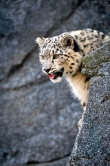 Schneeleopard ( Panthera uncia ).