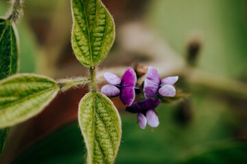 flower detail in field, leaves, macro