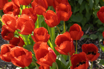 Beautiful blooming bright red tulips on flowerbed in the city garden. Spring easter flower background. Beauty in nature springtime.