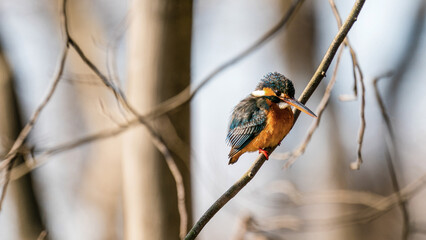 A kingfisher living in China