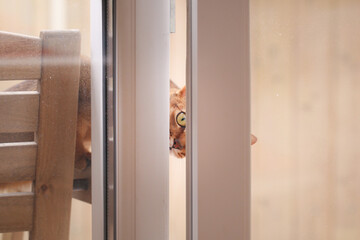 Cat close-up. The Abyssinian breed. The cat is in the apartment.