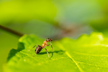 Ruda mrówka na zielonym liściu - obrazy, fototapety, plakaty