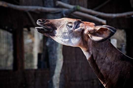 Okapi ( Okapia johnstoni ).