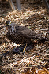 bird of prey , hunting bird 