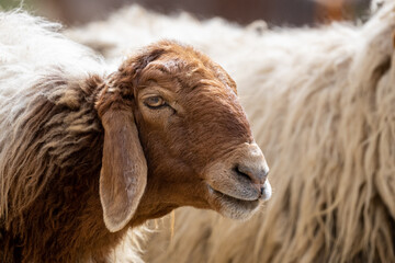 Close-up of a sheep's head. Jordan.