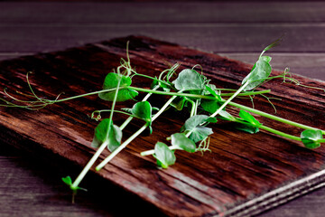 Green pea microgreens on wooden boards, beginning of life and end in nature, fresh fragrant herb for dishes, decorations, diet healthy food
