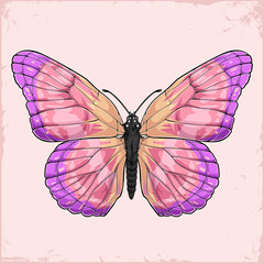 Hand drawn flying pink Butterfly with colorful wings from the top isolated on pink background