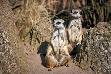 Erdmännchen ( Suricata suricatta ).