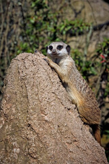 Erdmännchen ( Suricata suricatta ).