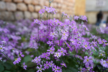 Naklejka premium Flower blooming in Mountain
