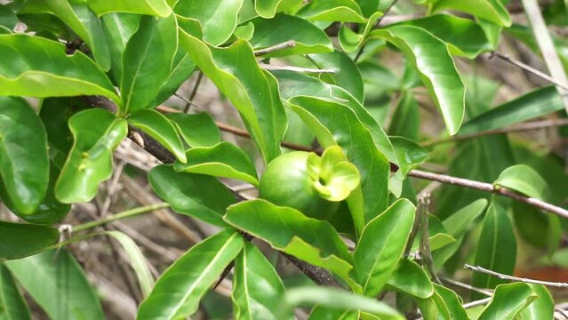Green punica granatum (Also called delima pomegranate) in the nature