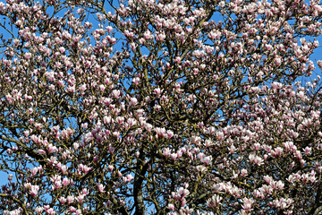 Magnifique graphisme du magnolia en floraison printanière - France