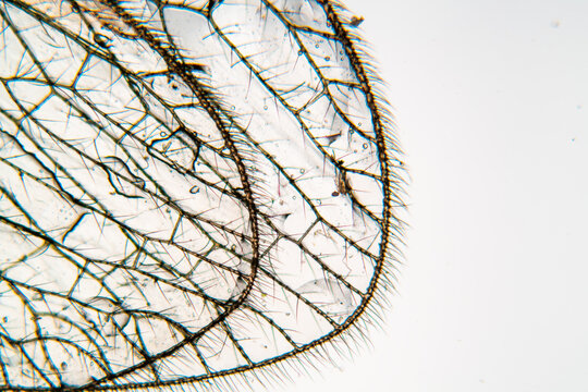 insect wing under microscope