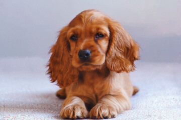 cute Cocker spaniel puppy