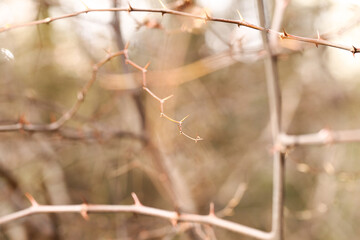 A dry branch with thorns. A branch with thorns in nature. Template, there is a place to write.
