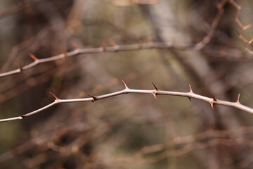 A dry branch with thorns. A branch with thorns in nature. Template, there is a place to write.