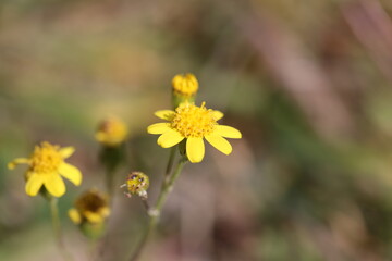 Yellow flower 