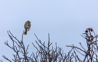 Sparrow perched on a bush