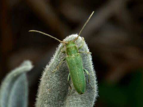Green beetle in a natural environment. Phytoecia malachitica   