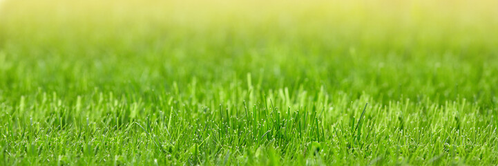 Green grass sparkles in the sun on a summer day. Fresh lawn under the rays of the sun. Banner