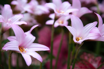 Fototapeta premium Blooming Pink Rain Lilies with a Soft Focus