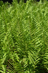 Ostrich fern