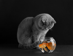 Cat and goldfish