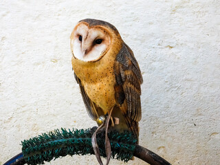 American Barn Owl - Tyto furcata