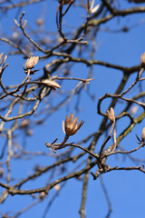 Tulip tree