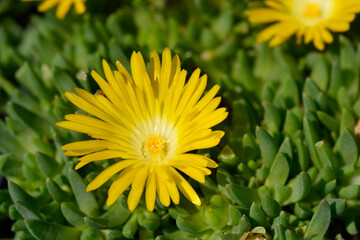 Yellow Hardy Ice Plant