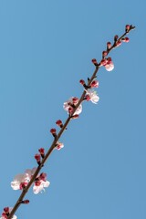 Fototapeta na wymiar Flowering of an apricot tree