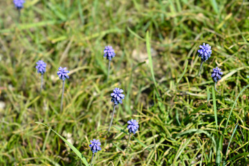 Common grape hyacinth